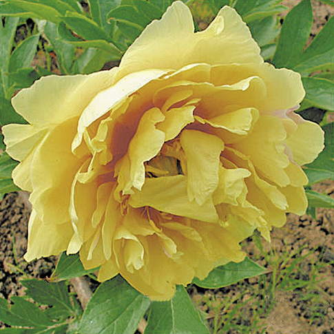 Пион Garden Treasure Пион Garden Treasure