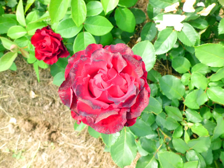 http://www.rus-bazar.com/upload/roses3072011/CIMG0855.jpg