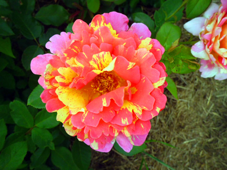 Роза Maurice Utrillo