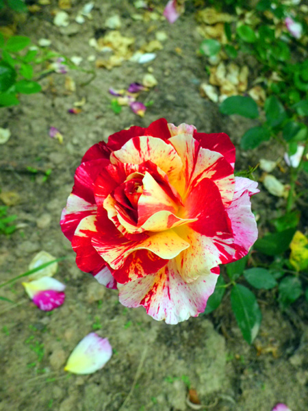 Роза Camille Pissarro 