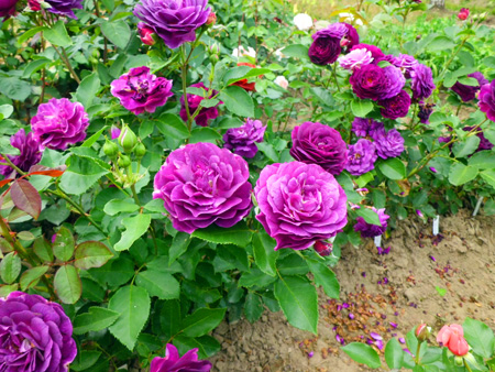 http://www.rus-bazar.com/upload/roses3072011/CIMG1158.jpg