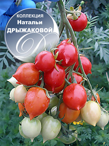Томат Geranium Kiss ( Поцелуй Герани)