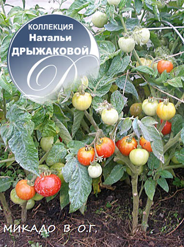 Томат Микадо штамбовый
