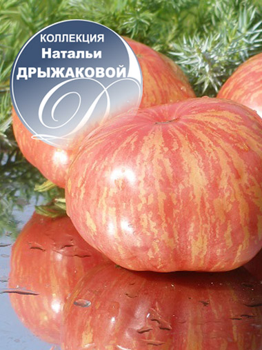 Томат Анна Фото Томат Анна Фото