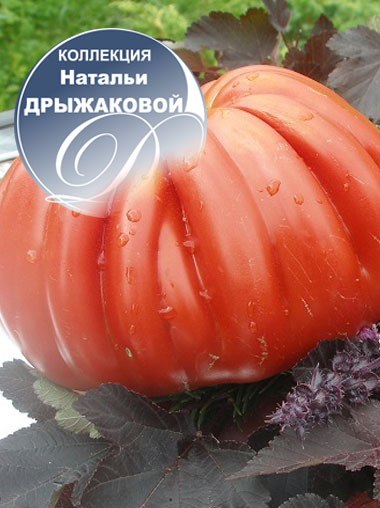 Томат Корабль Бакхера (Gezahute Buhrer-Keel)