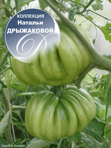 Томат Корабль Бакхера (Gezahute Buhrer-Keel)