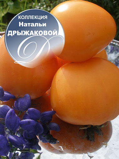 Томат Сердце Ашхабада Фото — Фото