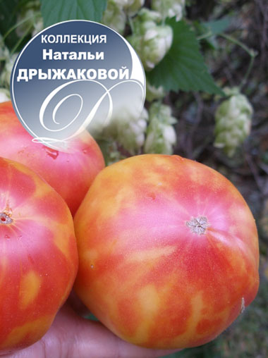 Томат Sweet Amber (Сладкий Янтарь)