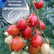 Томат Geranium Kiss ( Поцелуй Герани)