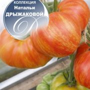Томат Sunrise Jazz (Джаз — Восход, Джаз на Восходе)