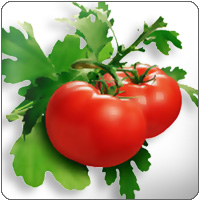 Уникальные сорта томатов Дрыжаковой Натальи