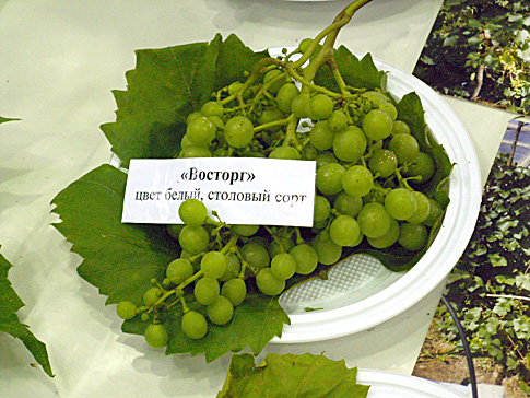 Угличский виноград - выращивание в открытом грунте