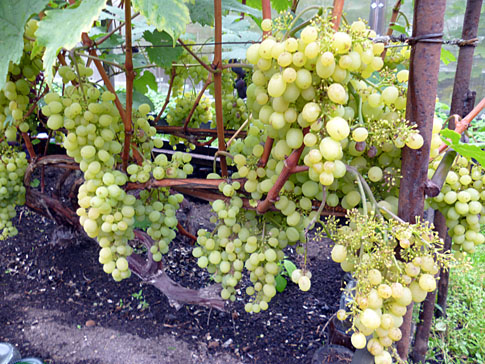 Сорта винограда для Ярославской области названия, фото, описание