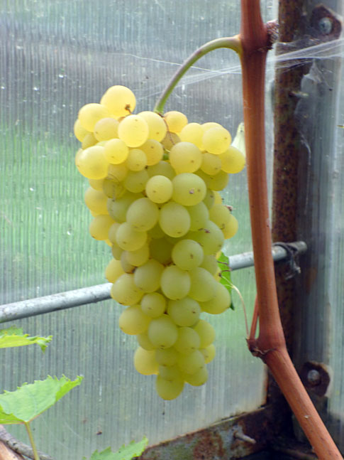 40 сортов винограда для выращивания в ярославском регионе