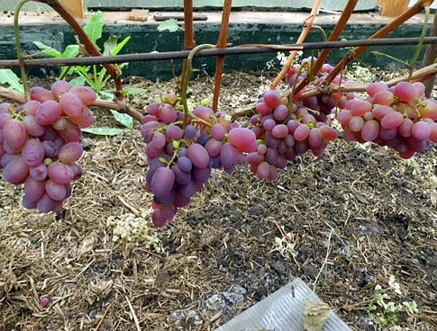 40 сортов винограда для выращивания в ярославском регионе