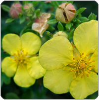 Potentilla fruticosa