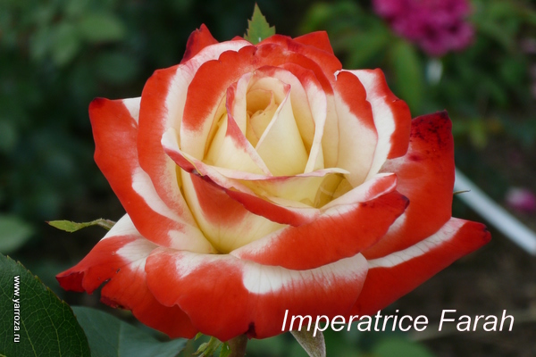 Imperatrice Farah