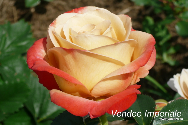 Vendee Imperial 