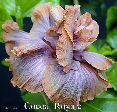 Cocoa Royale