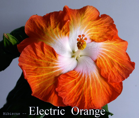 Electric Orange