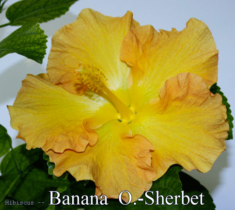 Banana Sherbet