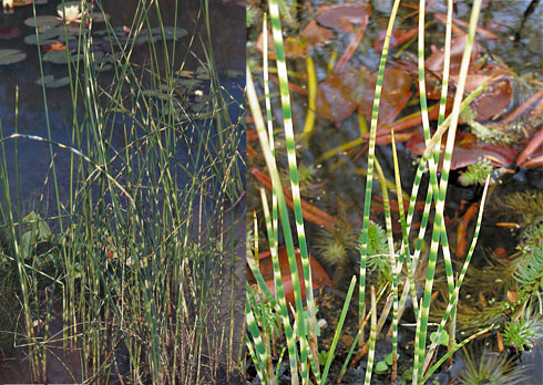 Scirpus tabernaemontanus Zebrinus