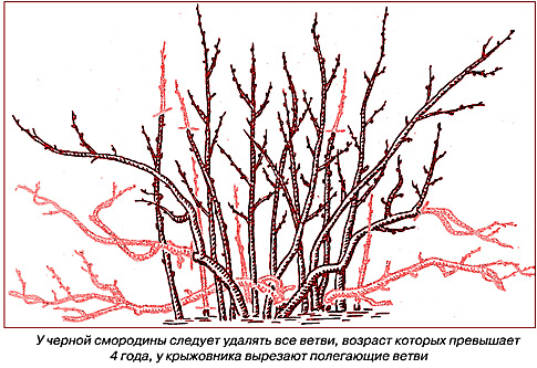 обрезка крыжовника и смородины