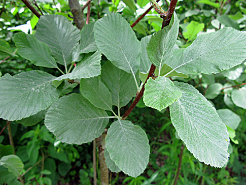 Sorbus-aria-Magnifica