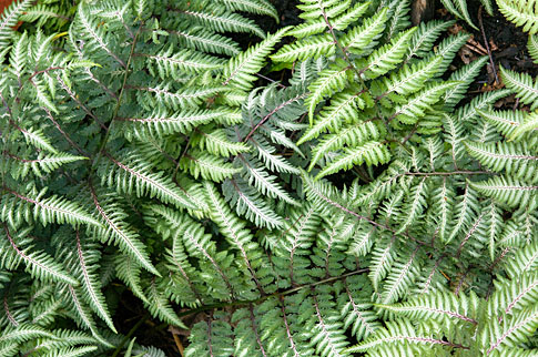 Athyrium Pictum