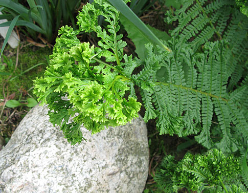 Dryopteris filix-mas Corimbiferum