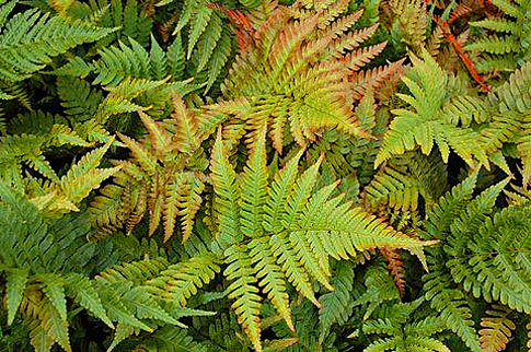 Dryopteris erythrosora