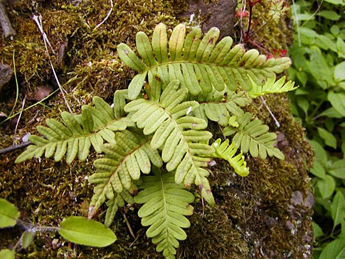 Polypodium vulgare