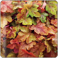 Heucherella