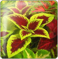 coleus