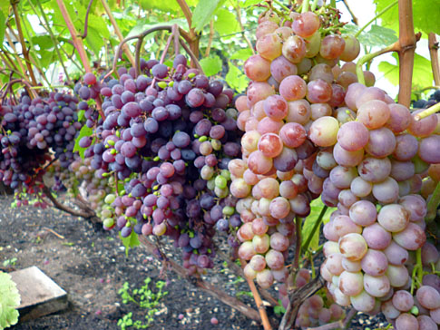 Кодрянка и R65 Кодрянка и R65