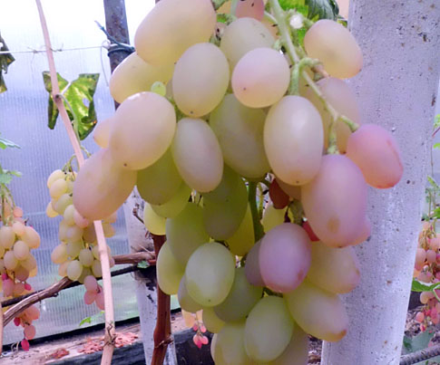 Румба Румба