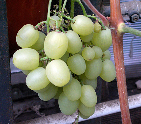 Супер-Экстра Супер-Экстра