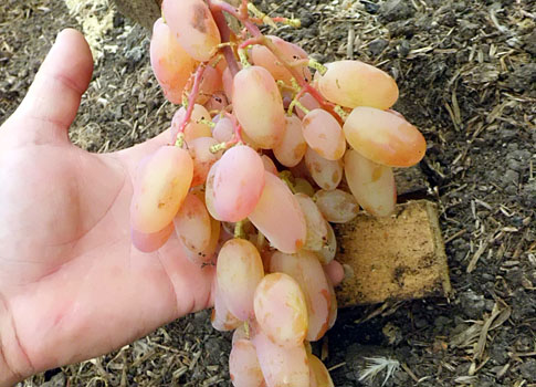 Виктор Виктор