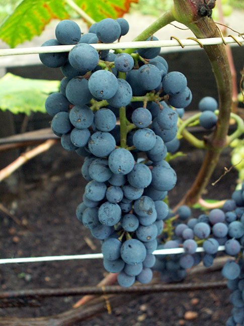 БЧЗ (Бессемянный черный зимостойкий) БЧЗ (Бессемянный черный зимостойкий)