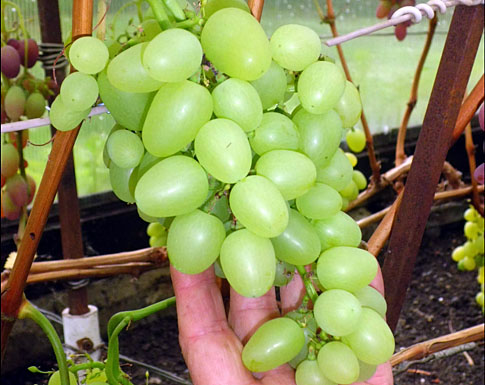 Болгария устойчивая Болгария устойчивая