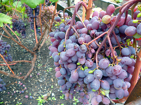 Кишмиш Запорожский Кишмиш Запорожский