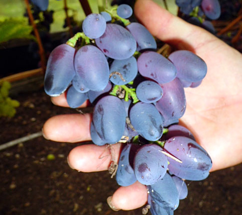 Красотка Красотка