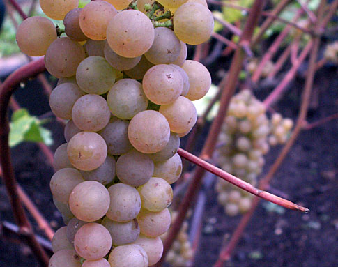 Платовский Платовский