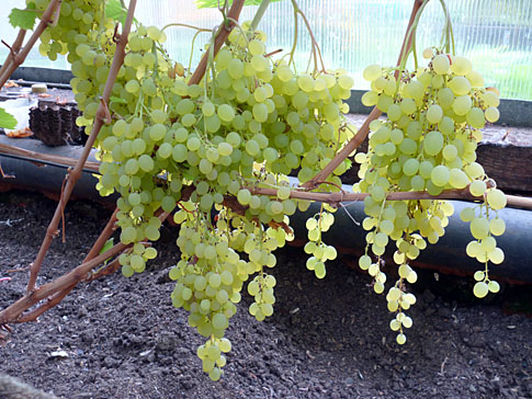 Русбол улучшенный Русбол улучшенный