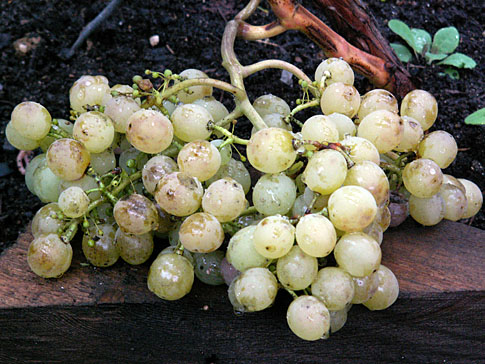 Тукай Тукай