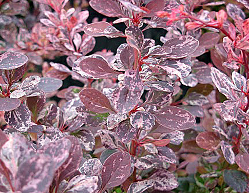 Rosy Glow Rosy Glow