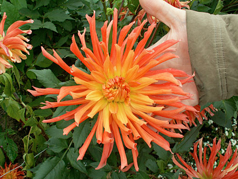 Аве Сол Аве Сол