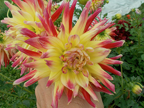 Алоха Алоха