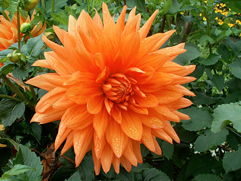 Амбасадор Амбасадор