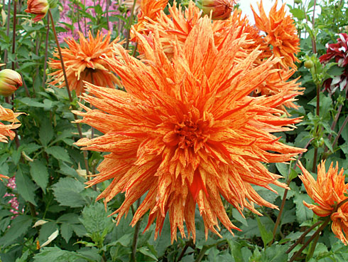 Арлекин Арлекин